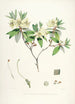 De rhododendrons van de Himalaya uit Sikkim Pl19 - Walter Hood Fitch — weergave van het kunstwerk