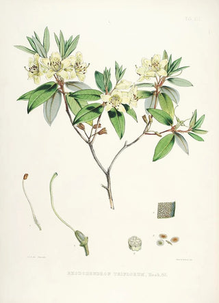 Walter Hood Fitch - The Rhododendrons of SikkimHimalaya Pl19.webp