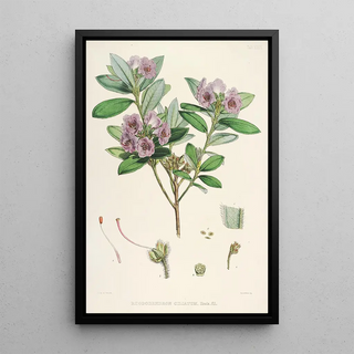 Walter Hood Fitch - The Rhododendrons of SikkimHimalaya Pl24.webp