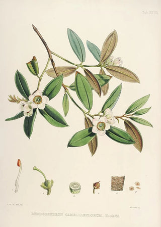 Walter Hood Fitch - The Rhododendrons of SikkimHimalaya Pl28.webp