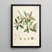 Himalaya Rhododendrons van Sikkim Pl28 - Walter Hood Fitch — ingelijst kunstwerk aan de muur