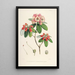 Himalaya Rhododendrons van Sikkim Pl29 - Walter Hood Fitch — ingelijst kunstwerk aan de muur