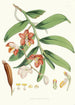 Vanda Cathcarti Lindley - Walter Hood Fitch — weergave van het kunstwerk