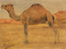 Dromedaris - Wilhelm Kuhnert — weergave van het kunstwerk