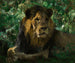 Lion resting - Wilhelm Kuhnert — artwork view