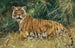 Tijger in alarm - Wilhelm Kuhnert — weergave van het kunstwerk