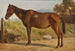 Rosinante, studie van een oude staande paard - Wilhelm Marstrand — weergave van het kunstwerk