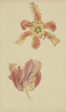 Tulpen papegaai - Wilhelm Steinhausen — weergave van het kunstwerk