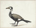 Cormoran - Willem Roelofs — weergave van het kunstwerk