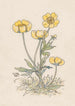 Goudsbloemen - Willem Wenckebach — weergave van het kunstwerk