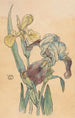 Iris-schilderij - Willem Wenckebach — weergave van het kunstwerk