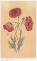 Poppies - Willem Wenckebach — artwork view
