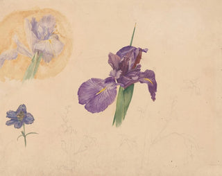 Willem van Konijnenburg - Studies van een iris en ridderspoor.webp