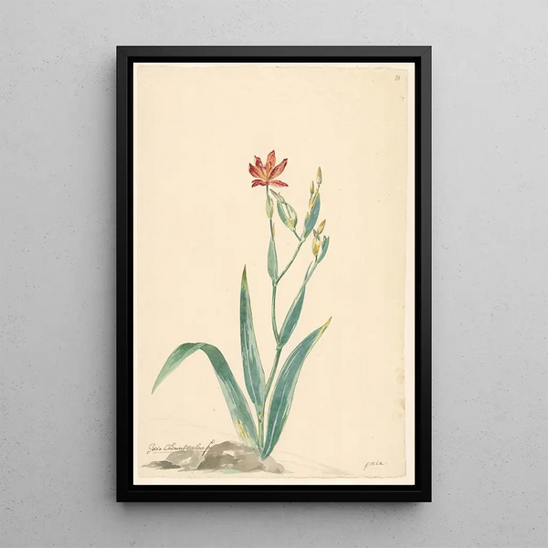 Willem van Leen - Luipaardbloem in een landschap.webp