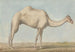 a camel - Willey Reveley — artwork view