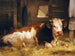 Monarque de la ferme - William Henry Howe — weergave van het kunstwerk