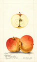 Malus domestica Ledyard - William Henry Prestele — artwork view