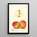 Malus domestica Ledyard - William Henry Prestele — framed artwork on a wall