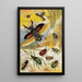 William Houghton - Insecten — ingelijst kunstwerk aan de muur