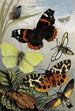 William Houghton Lepidoptera — weergave van het kunstwerk
