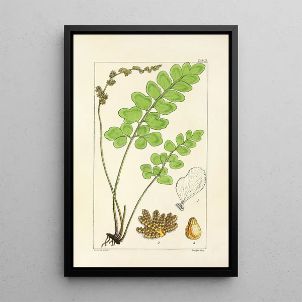 William Jackson Hooker - A century of ferns Pl03.webp