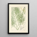 A Century of Ferns Pl11 - William Jackson Hooker — framed artwork on a wall