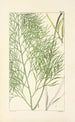 A Century of Ferns Pl11 - William Jackson Hooker — artwork view