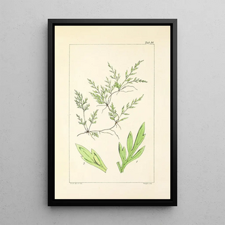 William Jackson Hooker - A century of ferns Pl18.webp