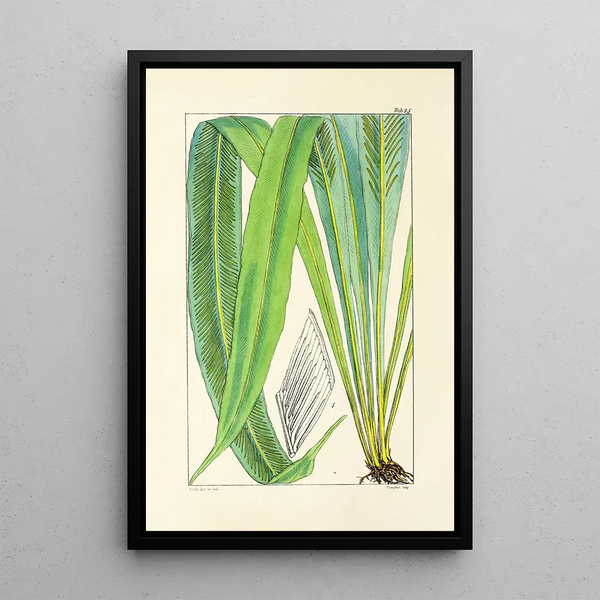 William Jackson Hooker - A century of ferns Pl25.webp