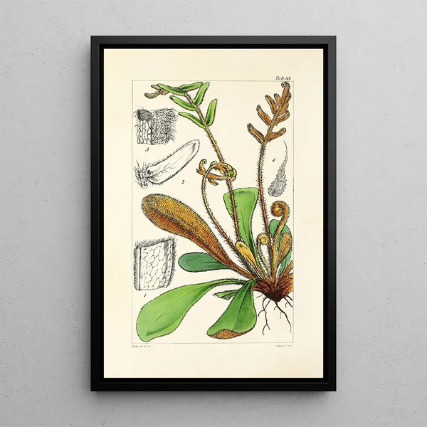 William Jackson Hooker - A century of ferns Pl33.webp