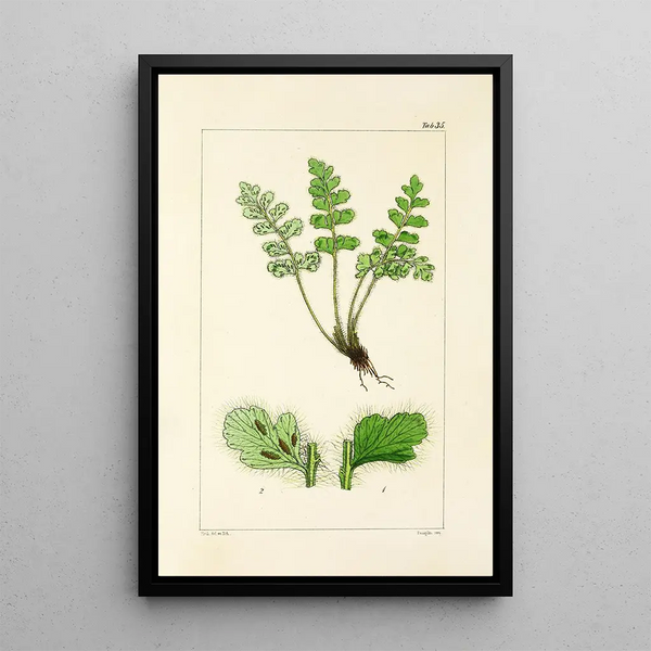 William Jackson Hooker - A century of ferns Pl35.webp