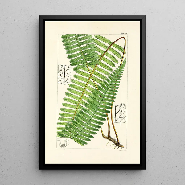 William Jackson Hooker - A century of ferns Pl44.webp