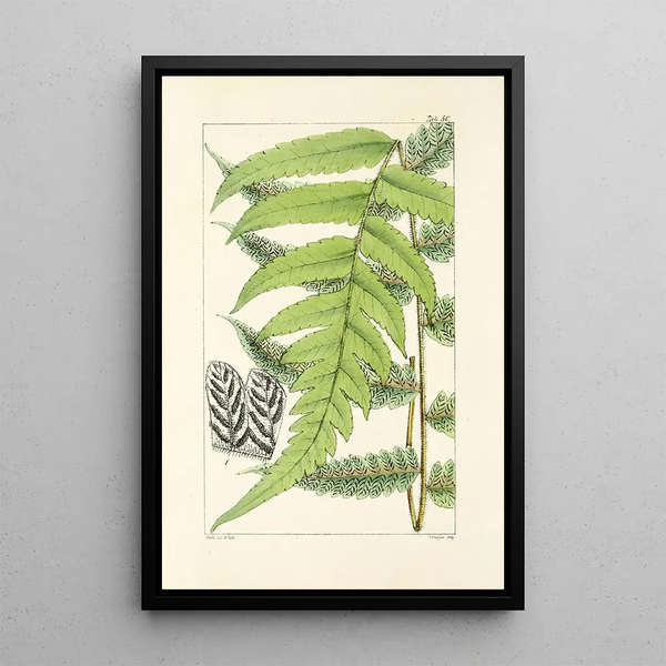 William Jackson Hooker - A century of ferns Pl48.webp