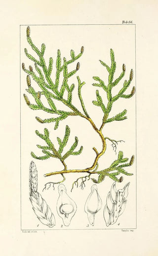 William Jackson Hooker - A century of ferns Pl64.webp
