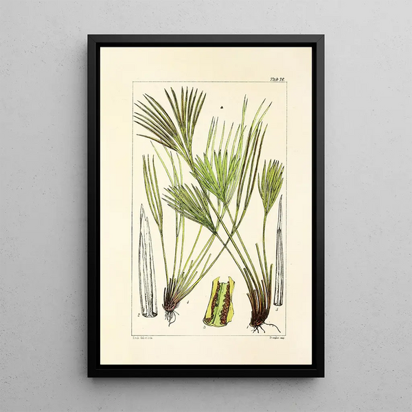 William Jackson Hooker - A century of ferns Pl72.webp
