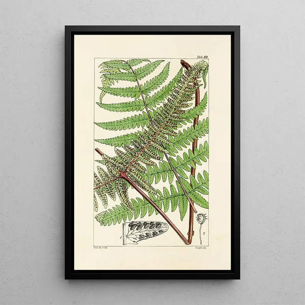 William Jackson Hooker - A century of ferns Pl85.webp