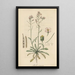 Arabis arenosa - William Jackson Hooker — framed artwork on a wall