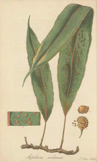 William Jackson Hooker - Aspidium nodosum.webp
