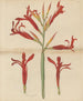 Giant Cane Painting - William Jackson Hooker — artwork view