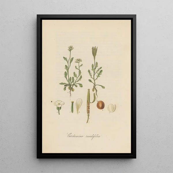 William Jackson Hooker - Cardamine resedifolia.webp