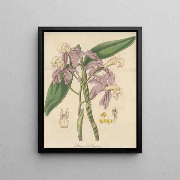 William Jackson Hooker - Cattleya Loddigesii.webp