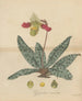 a beautiful Cypripedium - William Jackson Hooker — artwork view