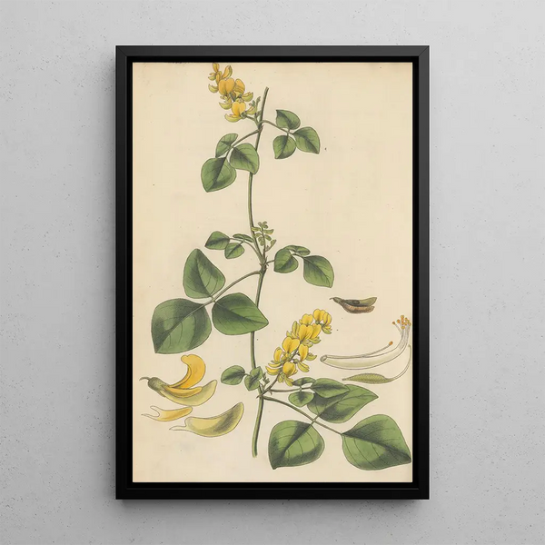 William Jackson Hooker - Glycine mollis.webp
