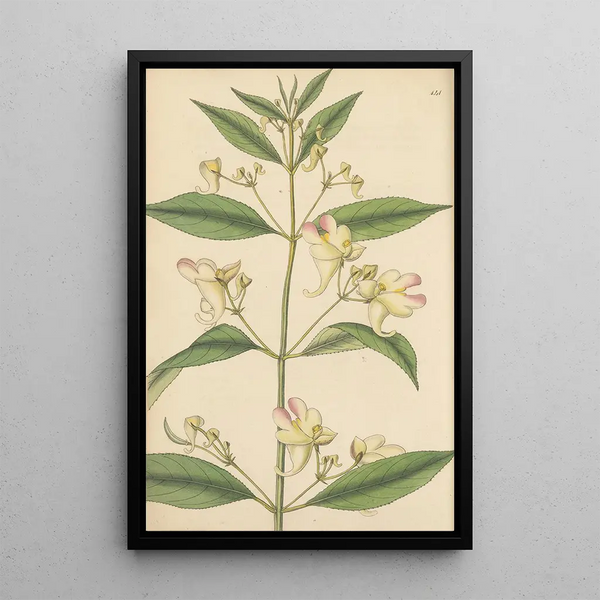 William Jackson Hooker - Impatiens trilobata.webp