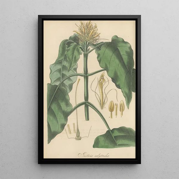 William Jackson Hooker - Justicia calytricha.webp