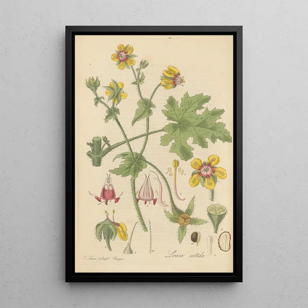 William Jackson Hooker - Loasa nitida.webp