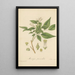 Murraya paniculata - William Jackson Hooker — ingelijst kunstwerk aan de muur