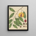 Fruit de myristique officinale - William Jackson Hooker — ingelijst kunstwerk aan de muur