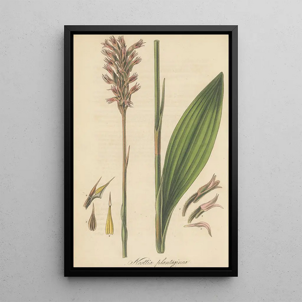 William Jackson Hooker - Neottia plantaginea.webp