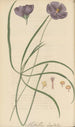 Nuttallia digitata - William Jackson Hooker — weergave van het kunstwerk